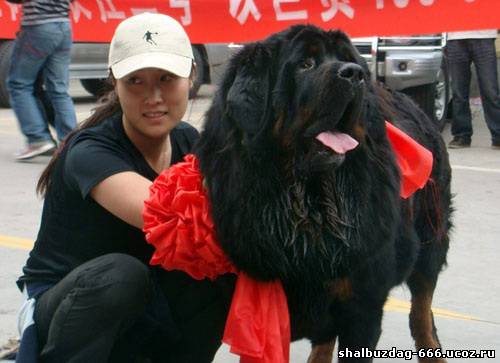 Самая дорогая собака в мире стоит 585.000$