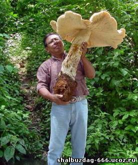 Гигантский мексиканский гриб весом 20-ть кг.