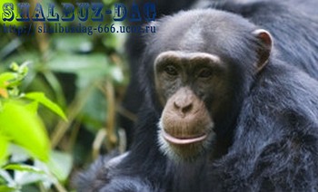 Плюющие шимпанзе показали баснословный интеллект