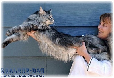 Стюи – самый длинный домашний кот в мире