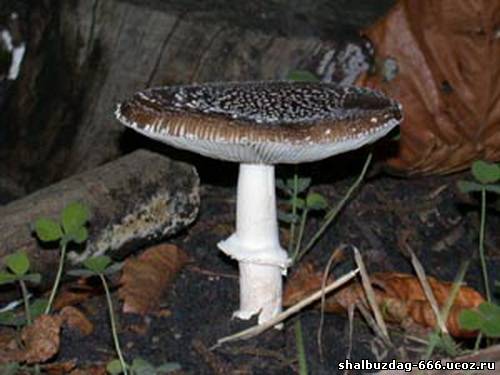 Топ-10 самых ядовитых грибов