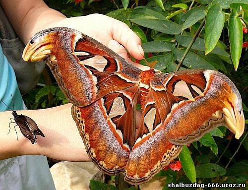 Павлиноглазки - самые большие бабочки в мире