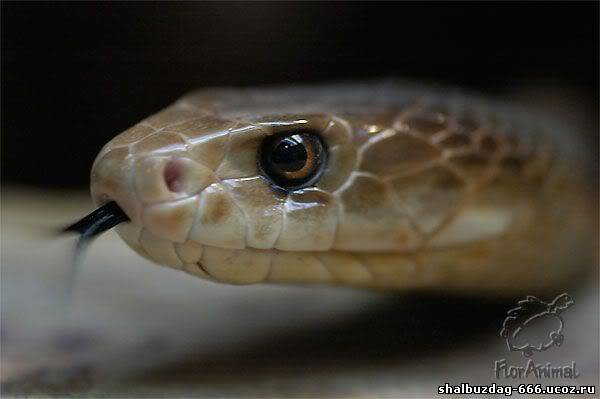 Top 10: Самые ядовитые змеи мира
