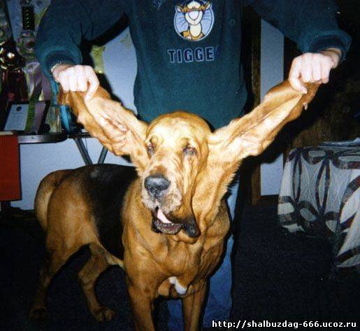 Самые длинные собачьи уши.