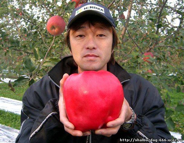 Самое тяжелое яблоко.