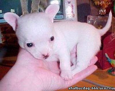 Самая маленькая в мире собака