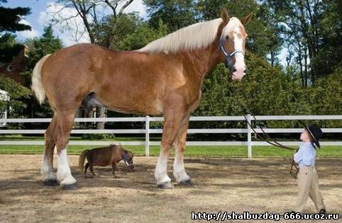 Самая маленькая и самая большая из живущих лошадей + самый большой бычок