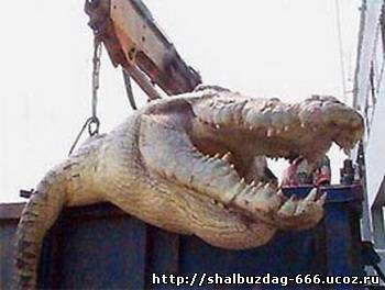 Самый большой в мире крокодил