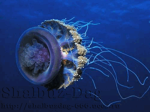 Гигантская медуза в мире - Цианея (Cyanea). (10 фото)