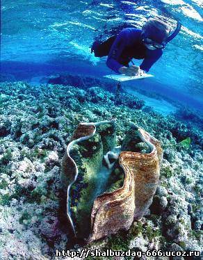Самый крупный моллюск на Земле – Моллюск-убийца или ракушка-людоед.
