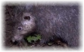Глубоко в джунглях Папуа Новой Гвинеи обнаружен новый вид гигантской крысы.