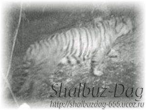 Съемочная группа Би-би-си обнаружила в Бутане популяцию тигров, о существовании которых достоверно не знали ученые...