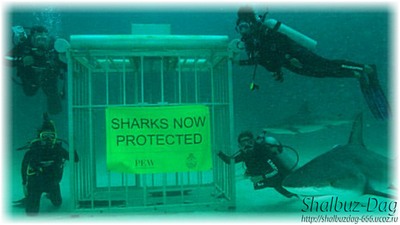 В Тихом океане создан новый заповедник для акул